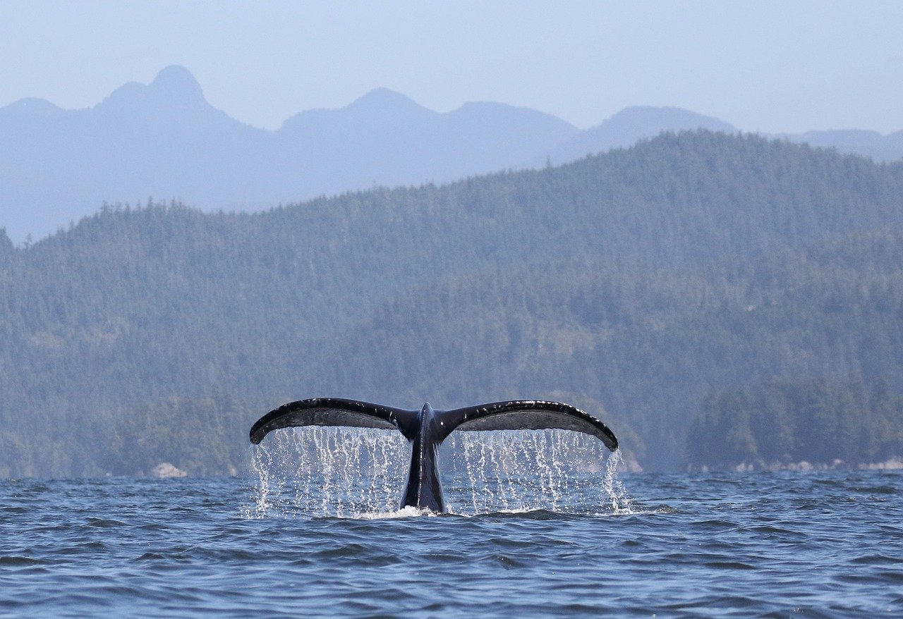 baleine canada