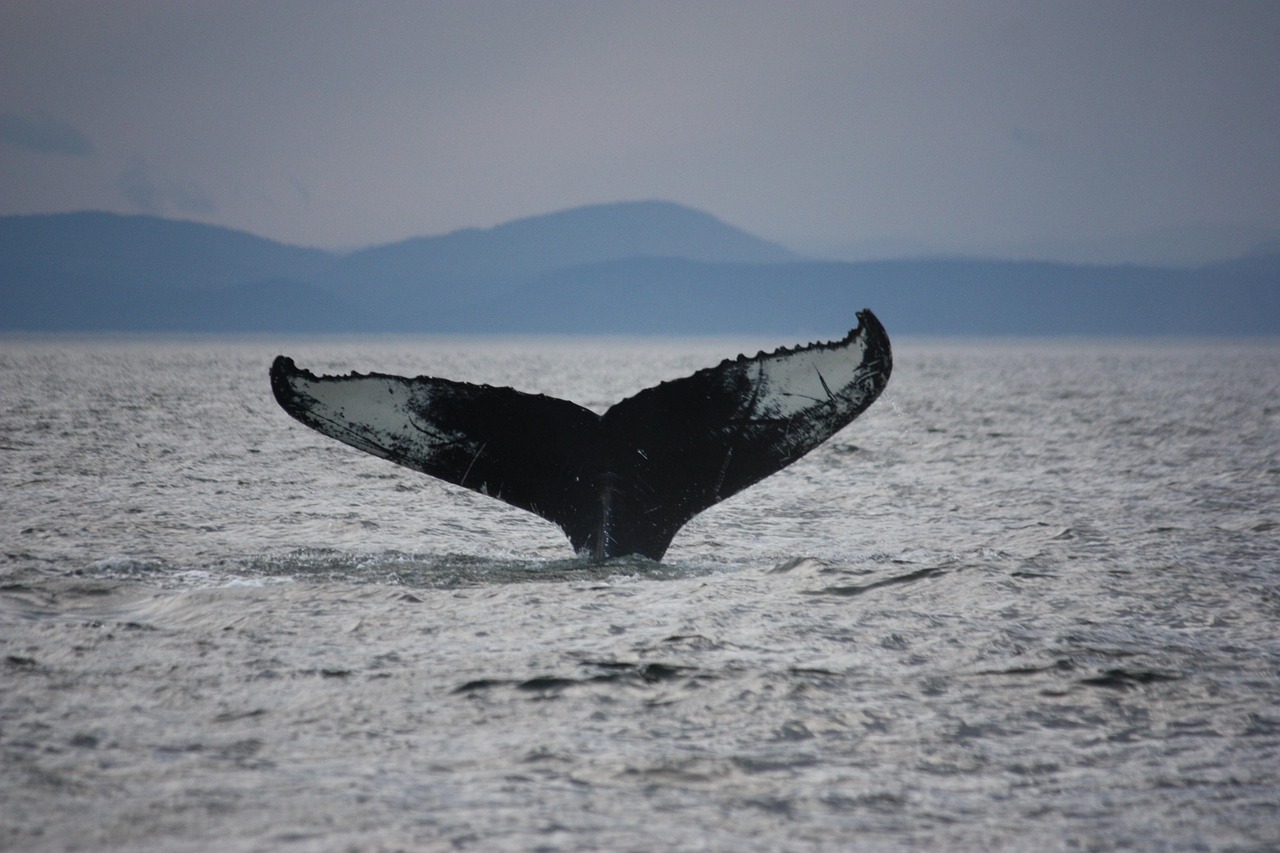 Tadoussac