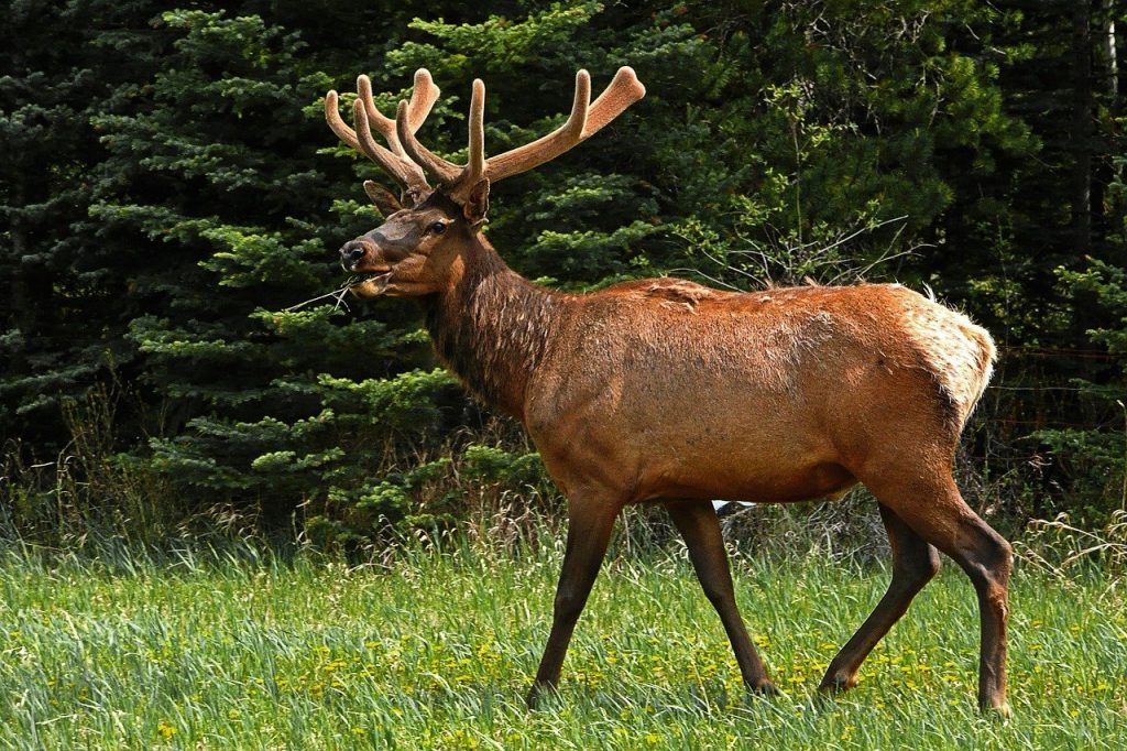 wapiti 