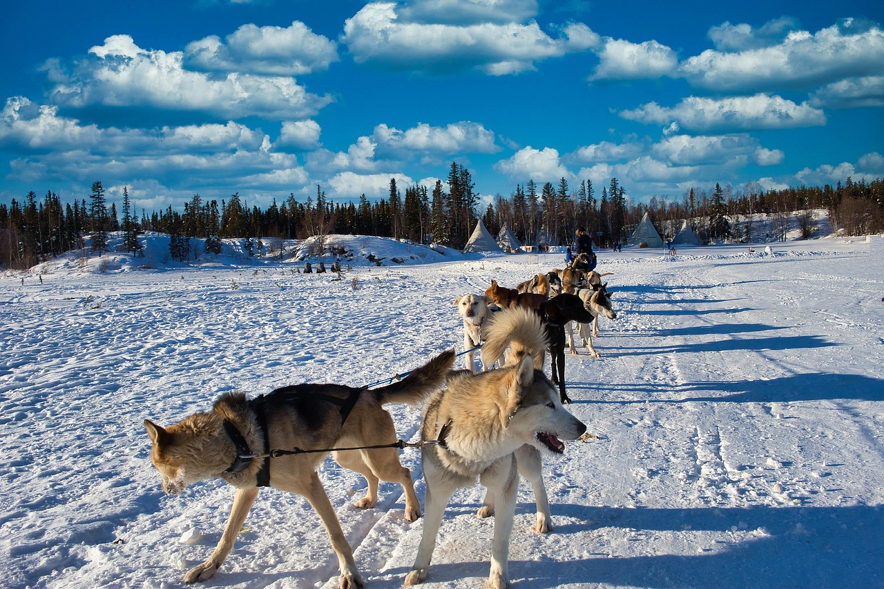 traineau à chiens Yellowknife 