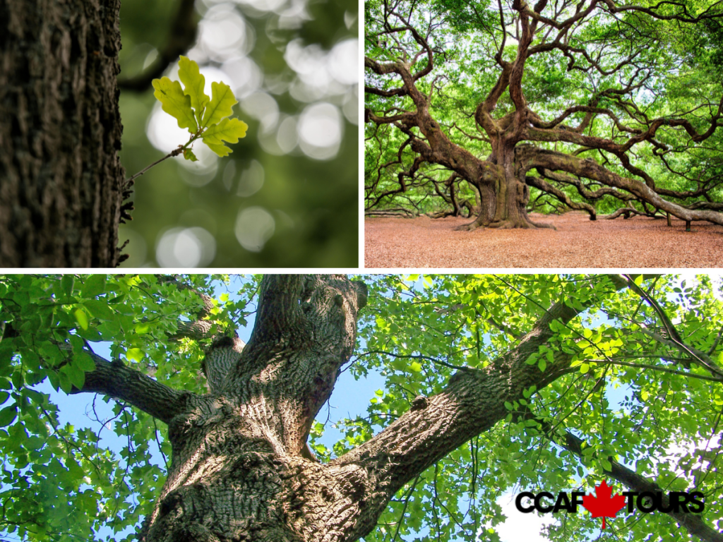 Chêne du Canada : Tout savoir sur le Chêne rouge d'Amérique - Ccaf Tours