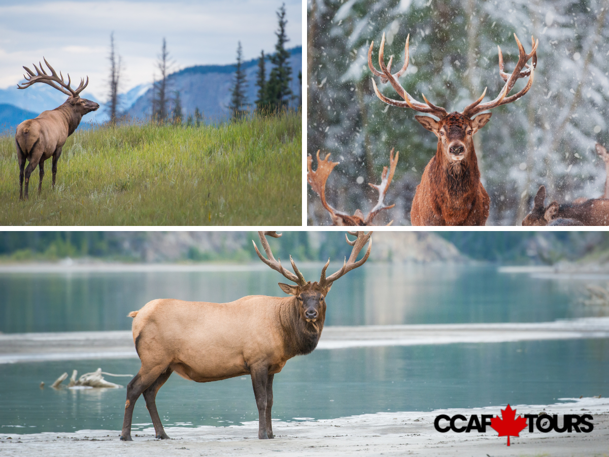 Élan du Canada habitat